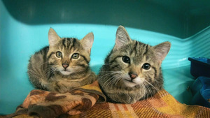 Animaux à adopter : nouvelle famille pour une nouvelle vie S6 (n°5)