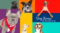 Dog House : un chien pour la vie