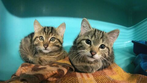 Animaux à adopter : nouvelle famille pour une nouvelle vie